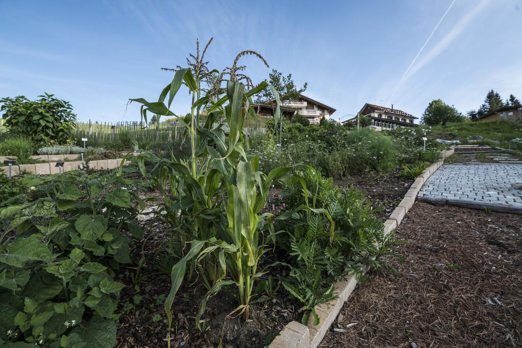 Kraeuterhotel Edelweiss Rigi Kaltbad Kültér fotó